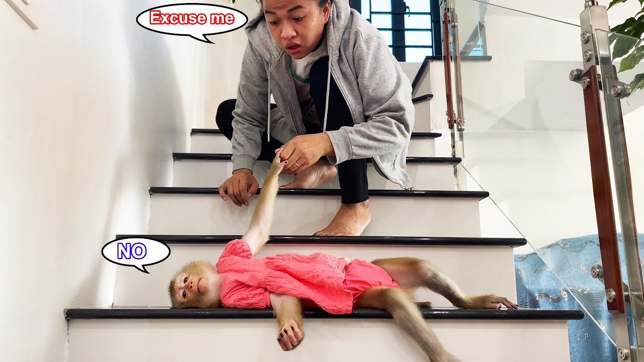 Super cute! Monkey Lyly stopped her mother from going out because it was sunny.