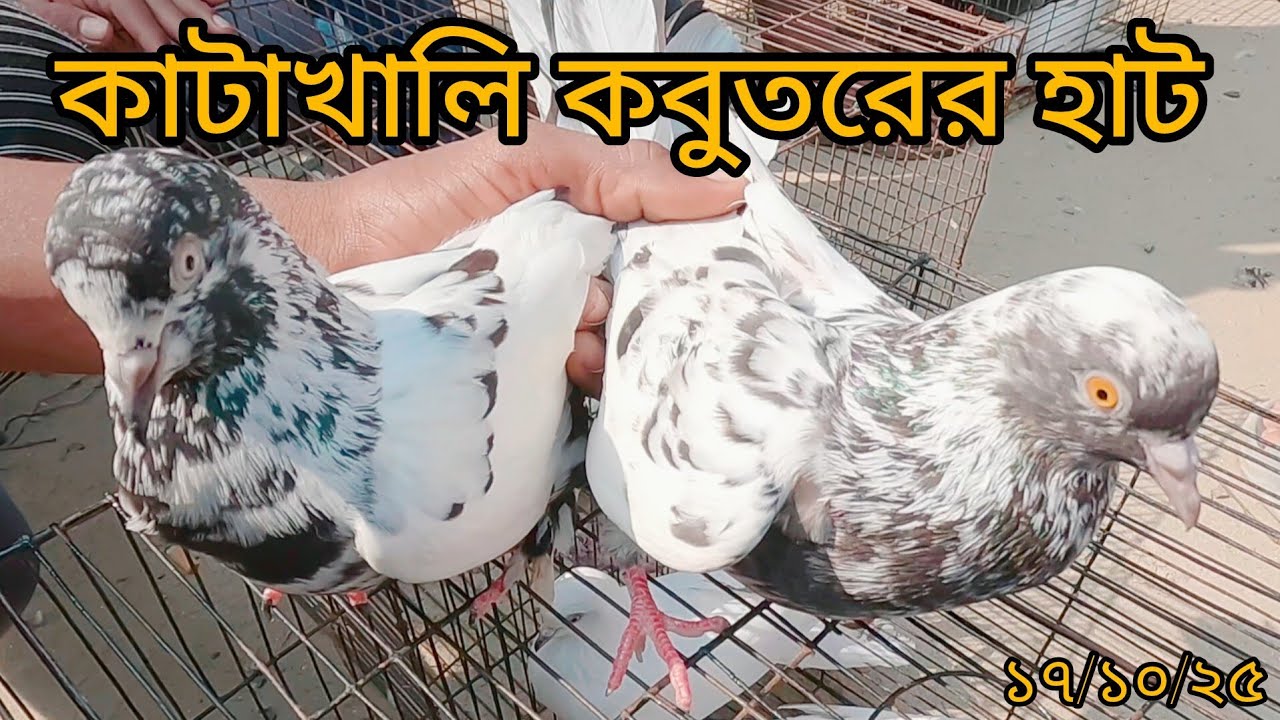 কাটাখালি কবুতরের হাট থেকে পালন উপযোগী কবুতরের দাম জেনে নিন || Katakhali Pigeon Market || Rajshahi ||