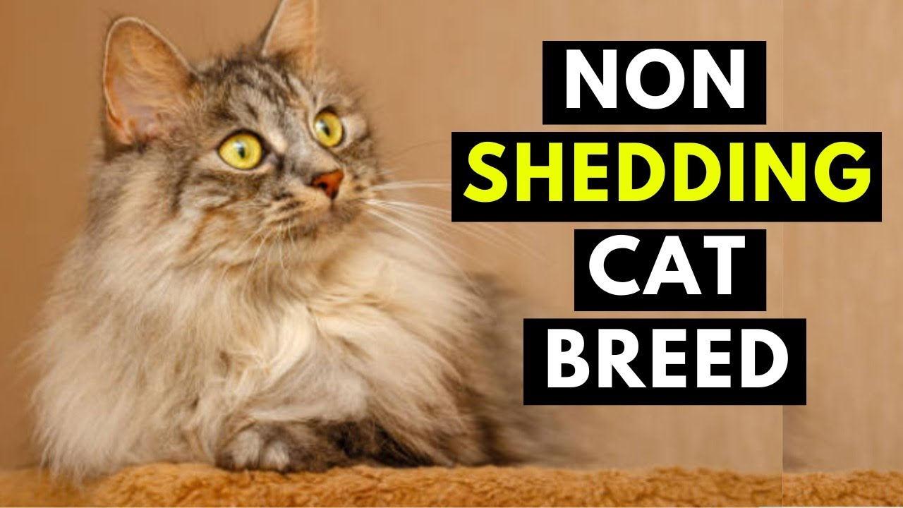 17 CAT BREEDS That SHED The LEAST - Hypoallergenic Cats