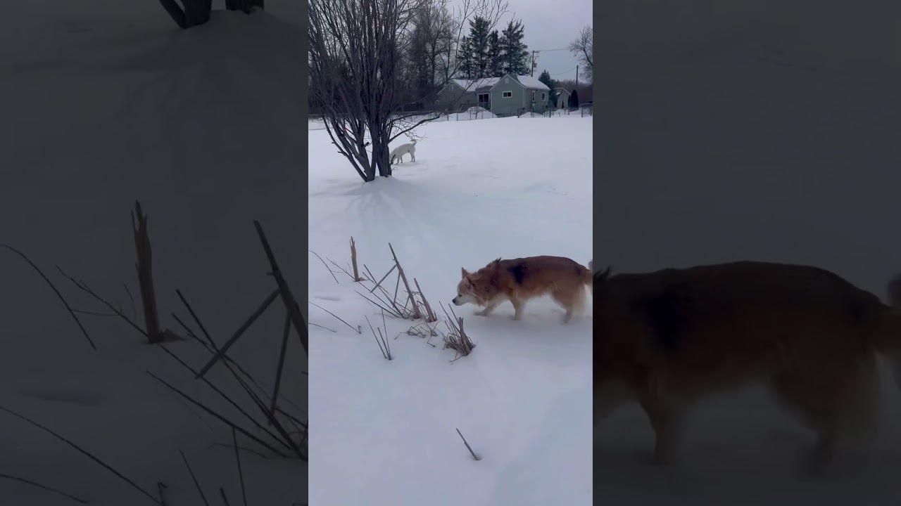The Power of a Sniff❄️🐾
