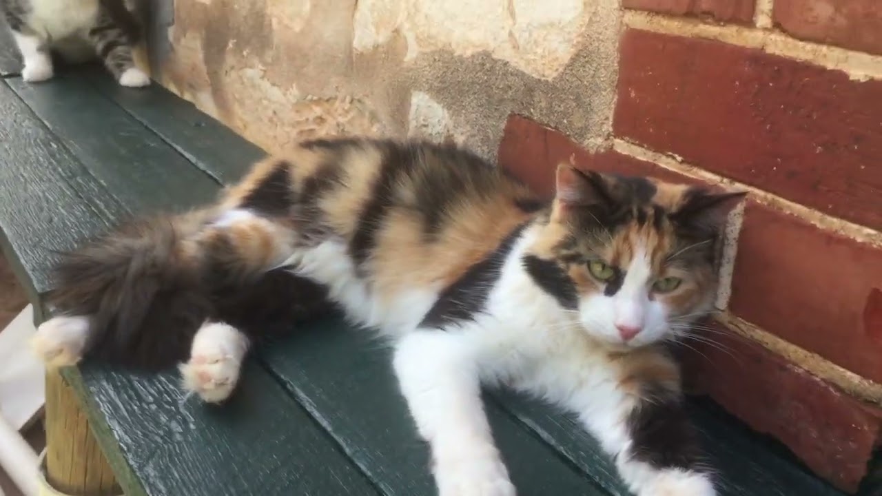 Renamed Tilly Savannah & named the other 3, Scarlett (dark Torty), Sarah & Sadie. April 19th, 2019.