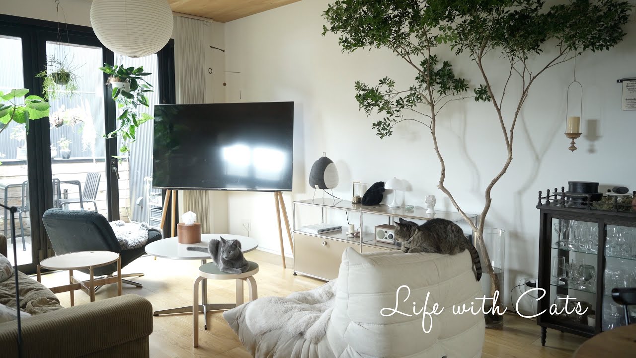 【VLOG】猫３匹のいる暮らし| 家、猫、暮らし　Life with Cats    