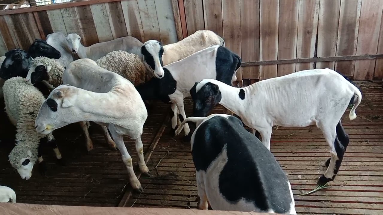 Ciri ciri indukan domba siap kawin 99,% hamil(2)