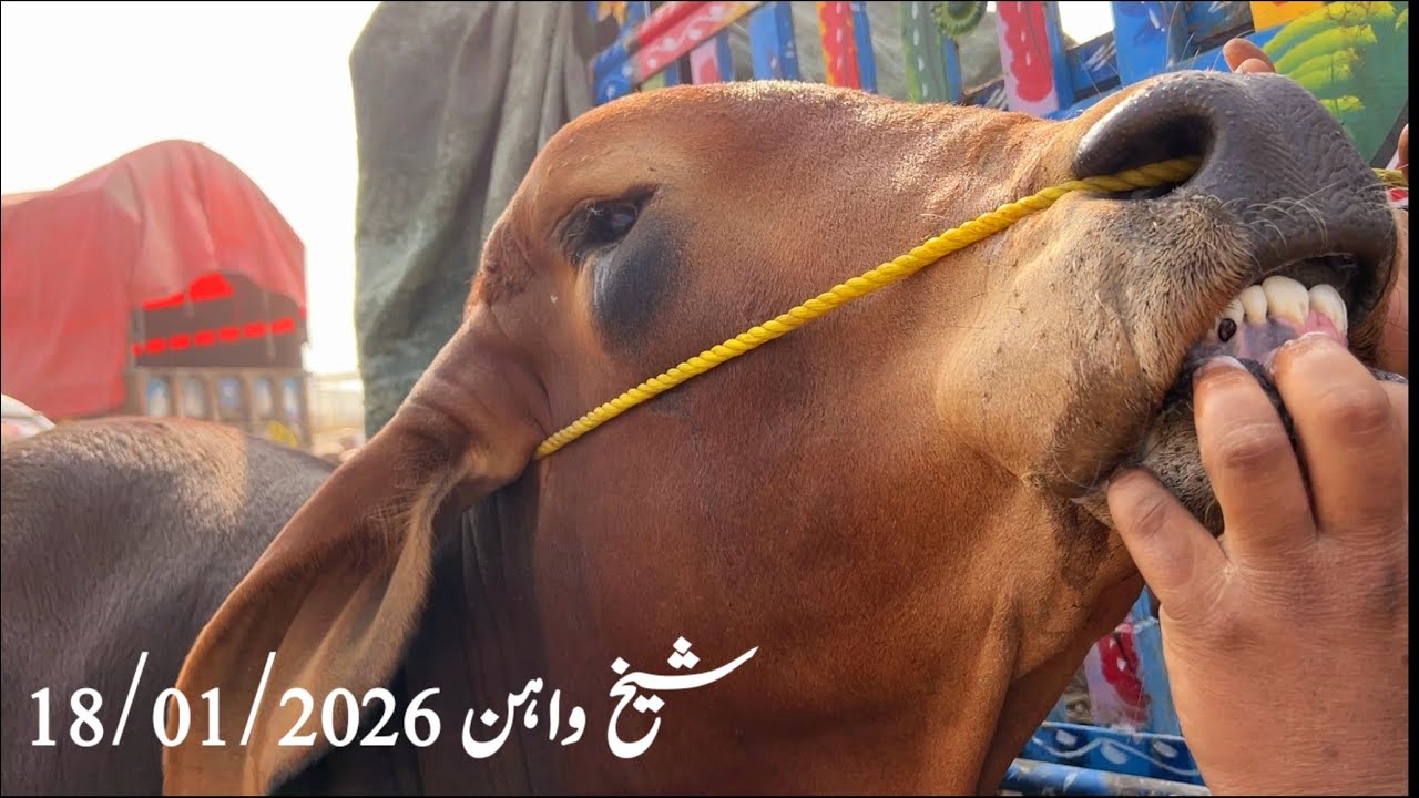 Aj Mandi Mein Zeyada Clourfull Aur Khobsurat Maal Aya |