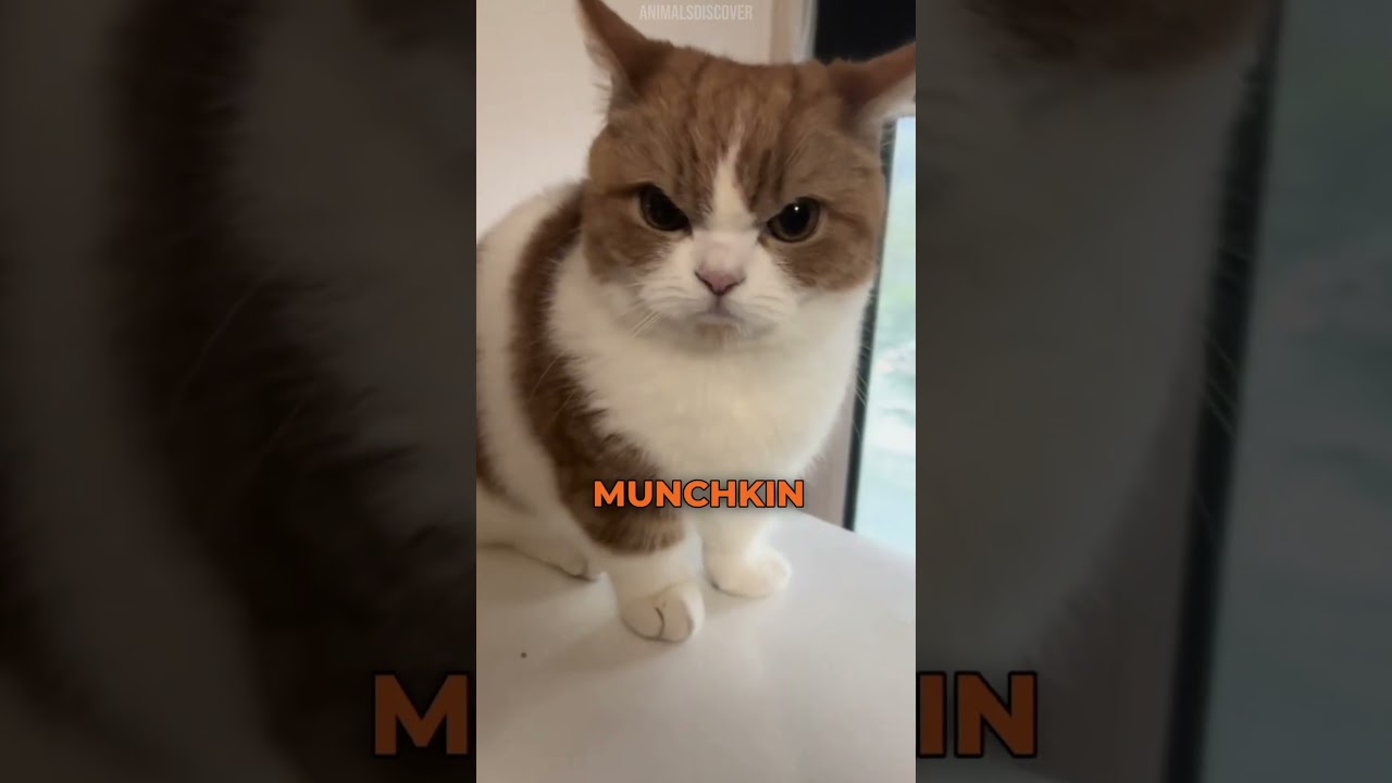 Почему кот манчкин такой несчастный 😔
