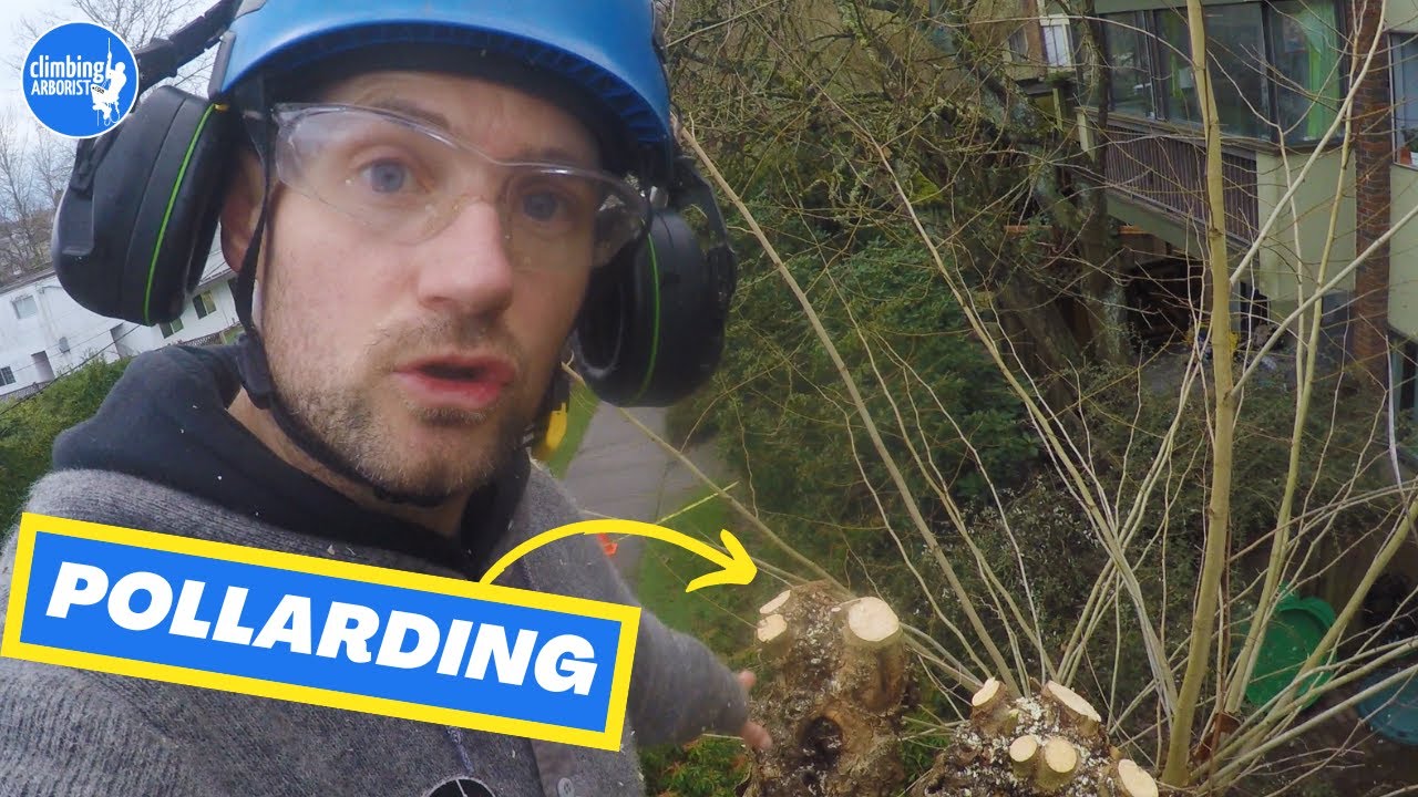 Pollarding trees / The how, why and when to do it