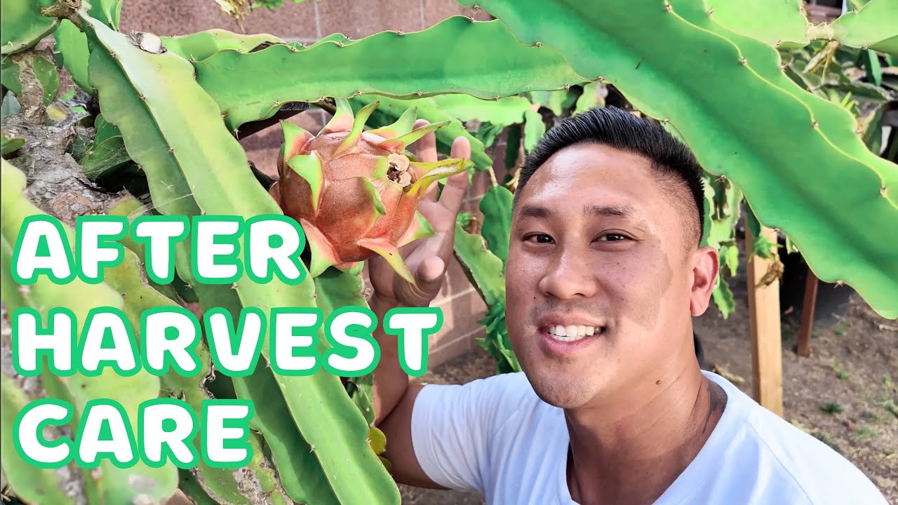 How To Care For Your Dragon Fruit Plants After A BIG HARVEST!