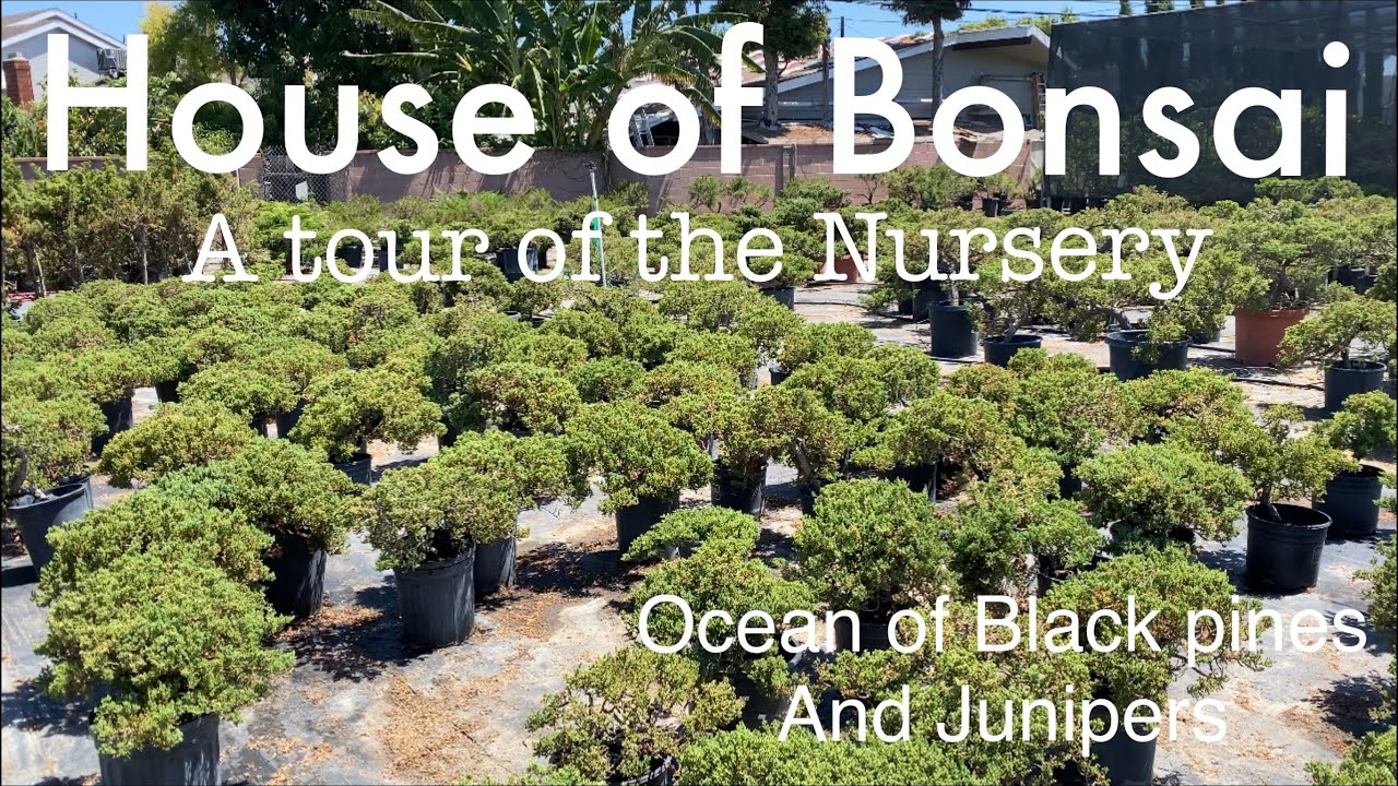 Bonsai Nursery tour / House of Bonsai / Plenty of Black pines and Juniper Materials / August 2020