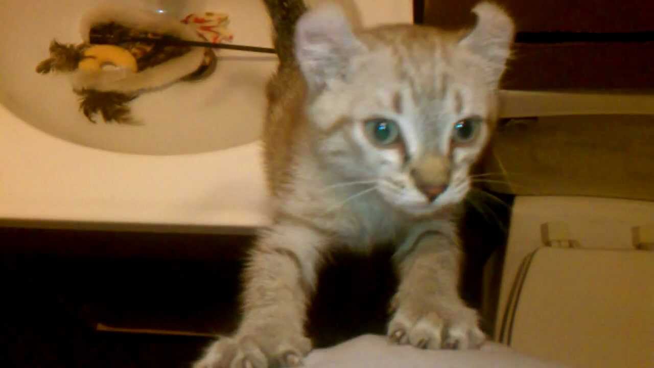 Gadget says hi - Highlander kitten