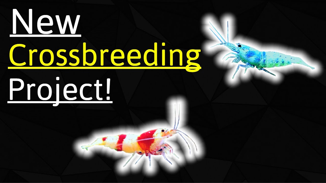 New Caridina Crossbreeding Project for the Shrimp Rack