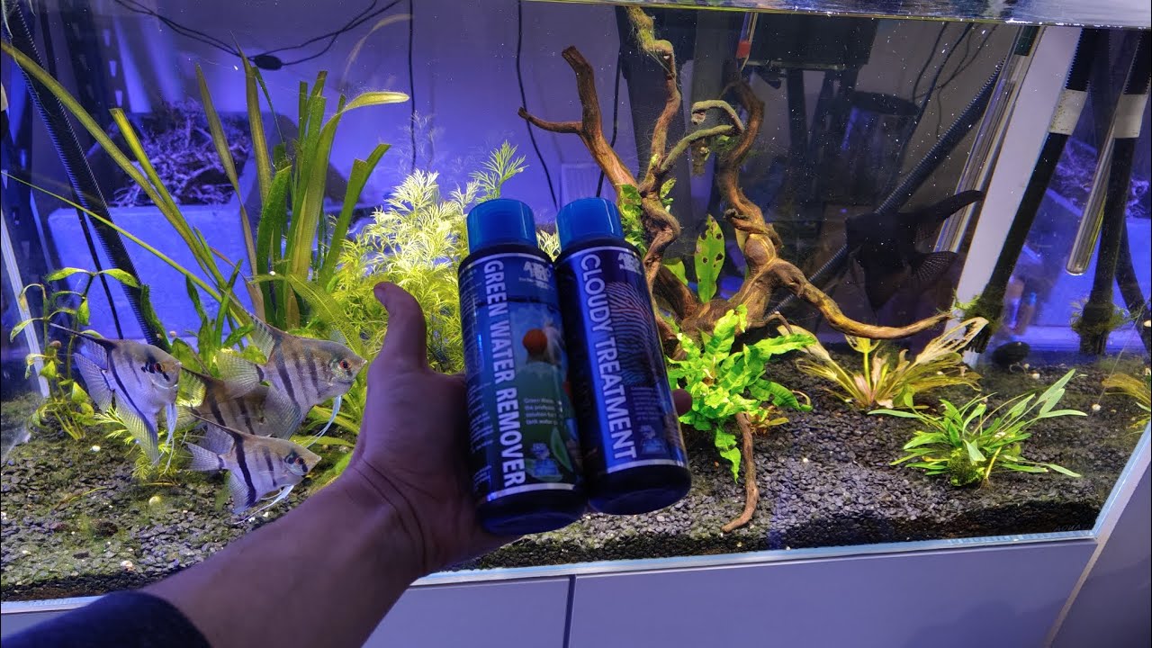 🐟 ¿ Agua cristalina ? Este es mi truco. En este video lo verás .