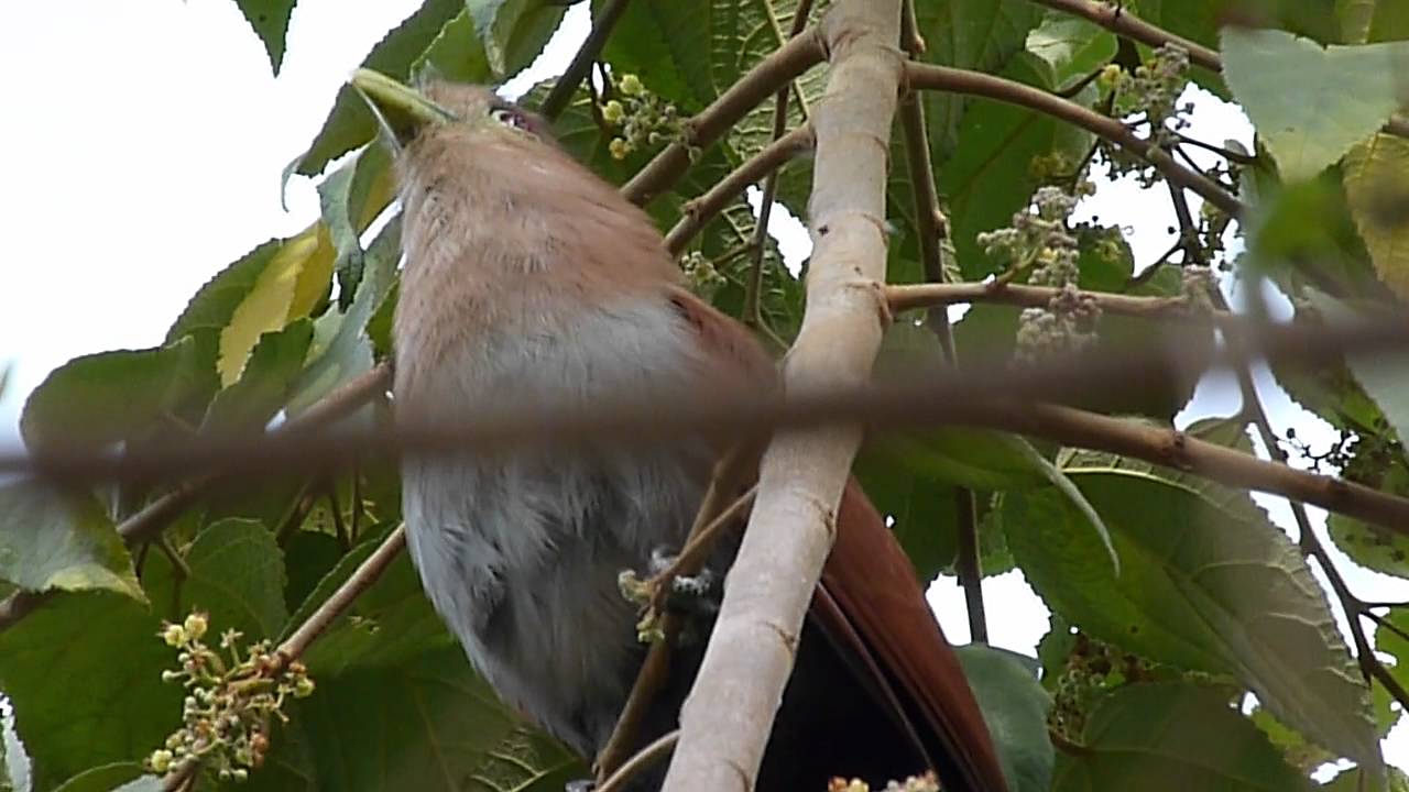 Piaya cayana singing (Squirrel Cukoo - Pajaro ardilla o pajaro leon)