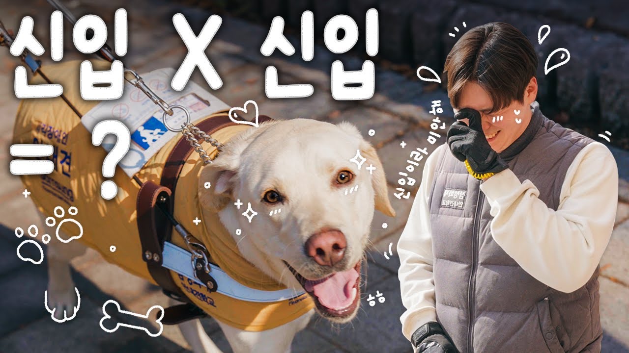 직업만족도 최상 안내견학교 신입사원입니다🙋