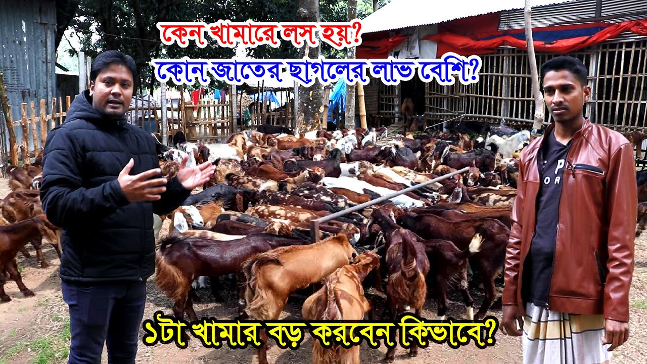 তরুন উদ্যোক্তার ছাগলের খামার | ছাগলের ফার্ম কিভাবে করবেন? | ছাগলের খামার মাসিক আয় ৩০-৫০ হাজার টাকা