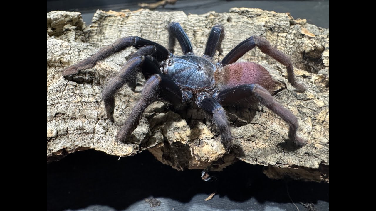 Cilantica psychadelicus, LSD Earth Tiger  rehouse and care