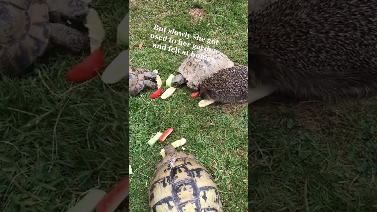 #rescueanimals Ralphie&rsquo;s story ❤️ #hedgehog #hedgehogrescue #blindhedghog #blind