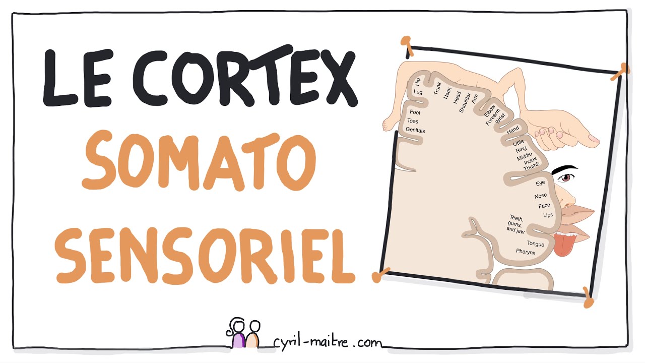 LES NEUROSCIENCES EN DESSINS - Le cortex somato-sensoriel