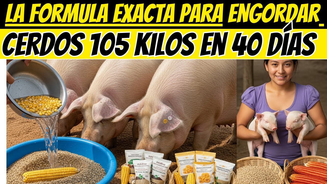 La fórmula exacta para engordar CERDOS 105 kilos en 40 días con mezcla casera SIN GASTAR MUCHO