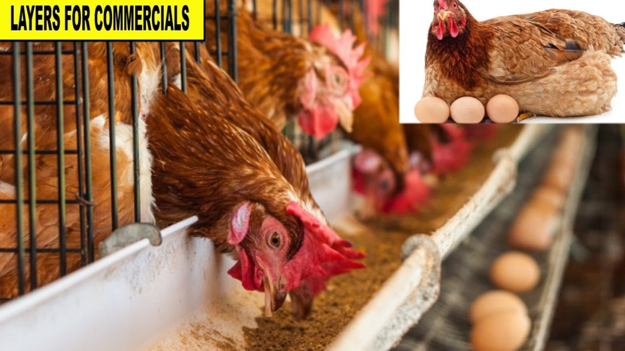 Everything about layers. The whole Process From Day one to laying eggs. Dr. Isa Luigare