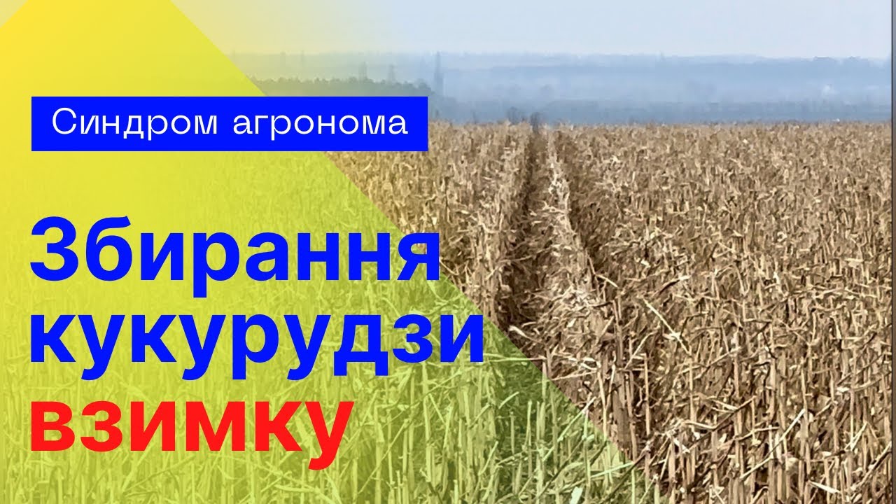 Кукурудза зібрана зимою