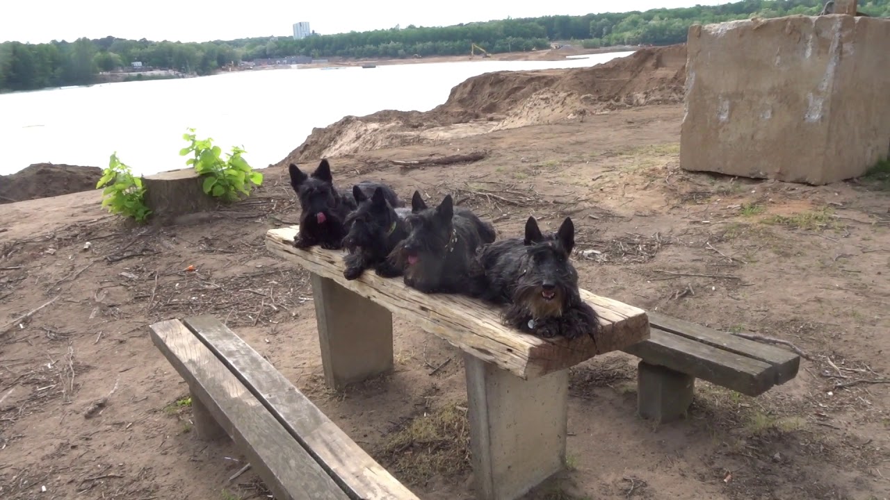 Scottish Terrier am Raunheimer Waldsee