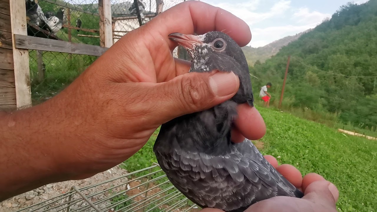 Kabutar Baaz in Italy part 8