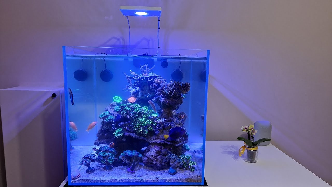 ACQUARIO MARINO - TRASLOCO VASCA