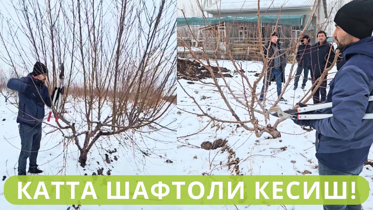 ШАФТОЛИДА 90% ҲОСИЛ ҚАНДАЙ ҚИЛИБ КЕСИБ ТАШЛАНАДИ???