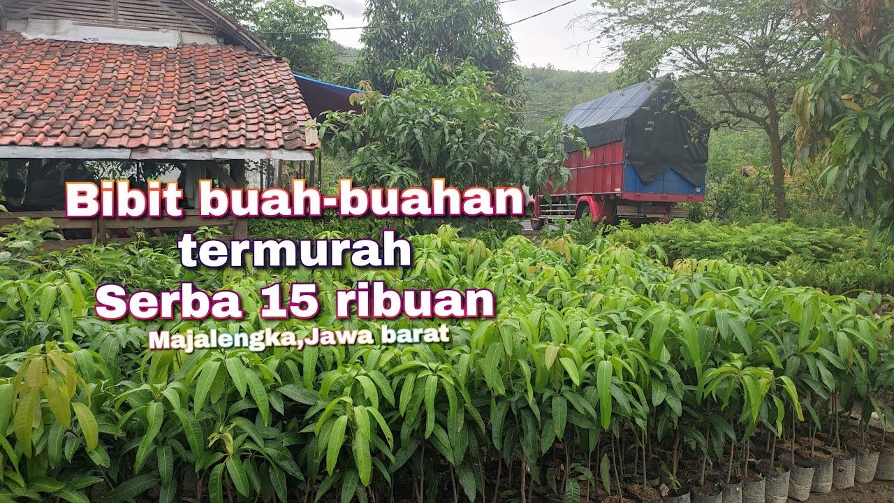 Bibit buah-buahan termurah serba 15 ribuan