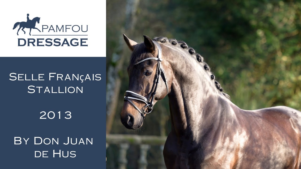SOLD | GP Stallion (2013)