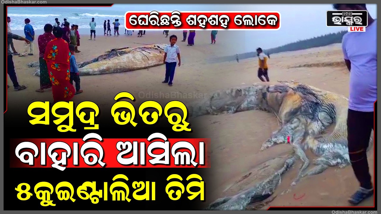 ଘେରିଛନ୍ତି ଶହଶହ ଲୋକେ, ସମୁଦ୍ର ଭିତରୁ ବାହାରି ଆସିଲା ୫ କୁଇଣ୍ଟାଲିଆ ତିମି