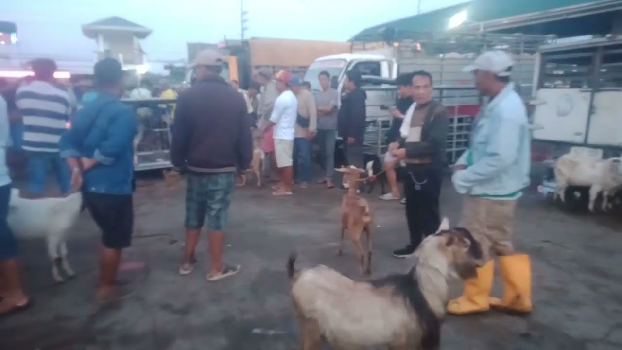 Kambingan.( Jan.9, 2026) #viralvideo #livestock #goatfarming #goatfarmingbusiness #goat 