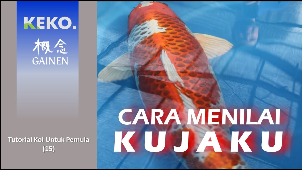Cara Menilai KUJAKU | Gainen Keeping Contest Banjarmasin | Tutorial untuk Pemula (17)