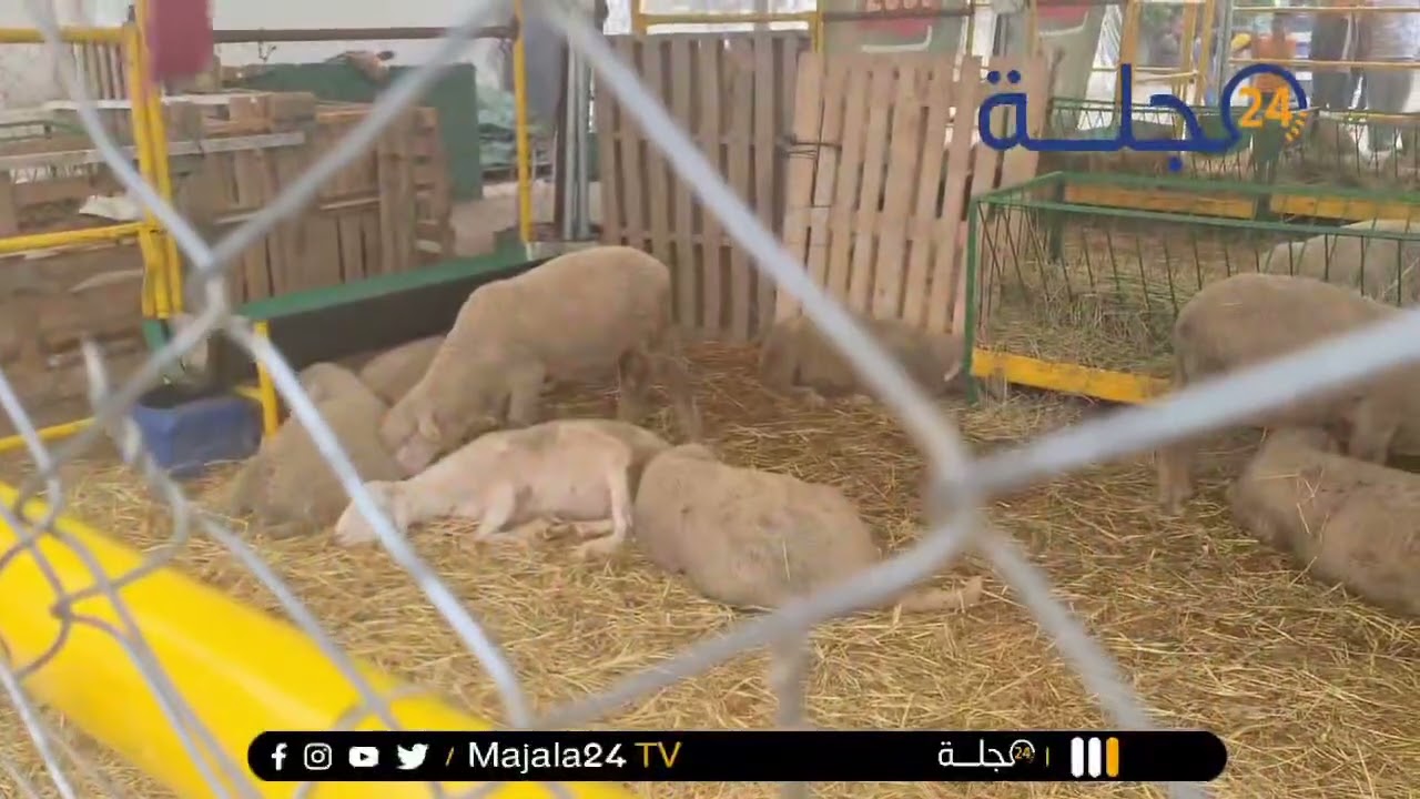 الجديدة...في زمن الغرائب و استغلال الظرفية الصعبة.. يتم منع المواطنين من تفقد الأضاحي