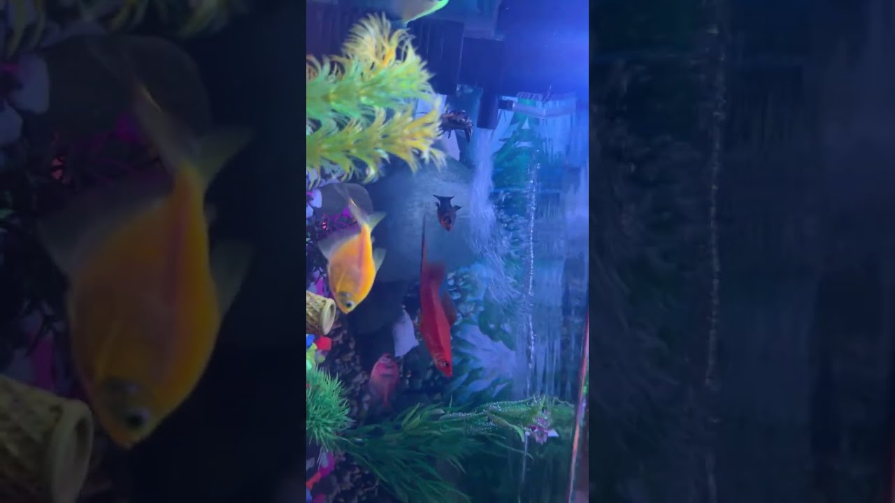 Amazing Fish