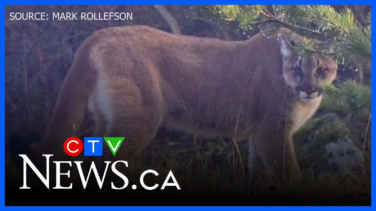 Cougar encounter: B.C. man says a cougar prowled for hours after spotting his pet dog