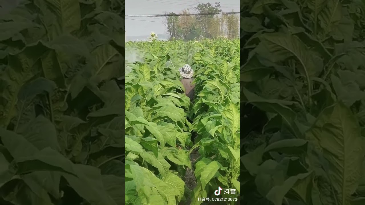 Tobacco in China 🇨🇳  #tobacco #china