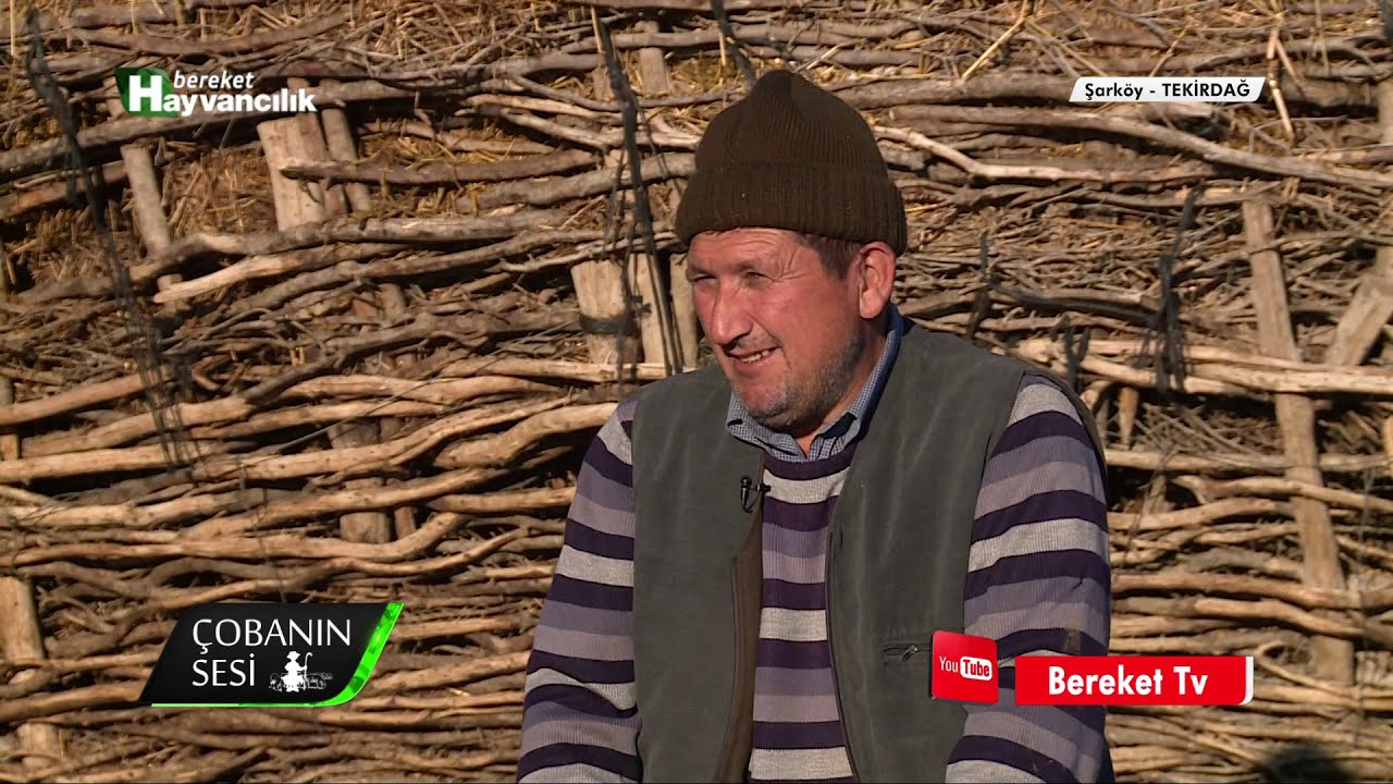 @BereketTV   Çobanın Sesi - Bandırma Merinos Irkı Koyun Yetiştiriciliği