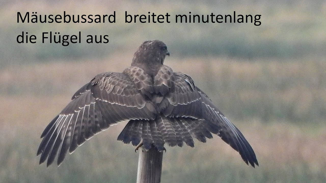 Der Mäusebussard saß minutenlang mit geöffneten Flügeln. Alle Wasser gefroren: Alternativreinigung!