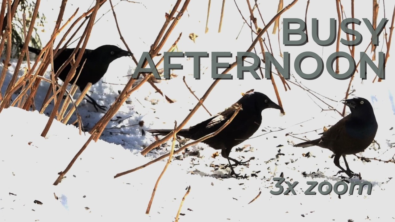 Winter Birds on Hydrangea Stems | 3× Zoom Close-Up (Natural Sound)