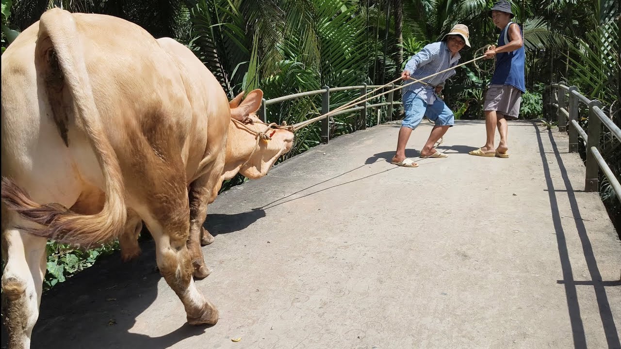 Dắt bò khủng trong đường nhỏ quá sa mệt vì không chịu lên xe 
