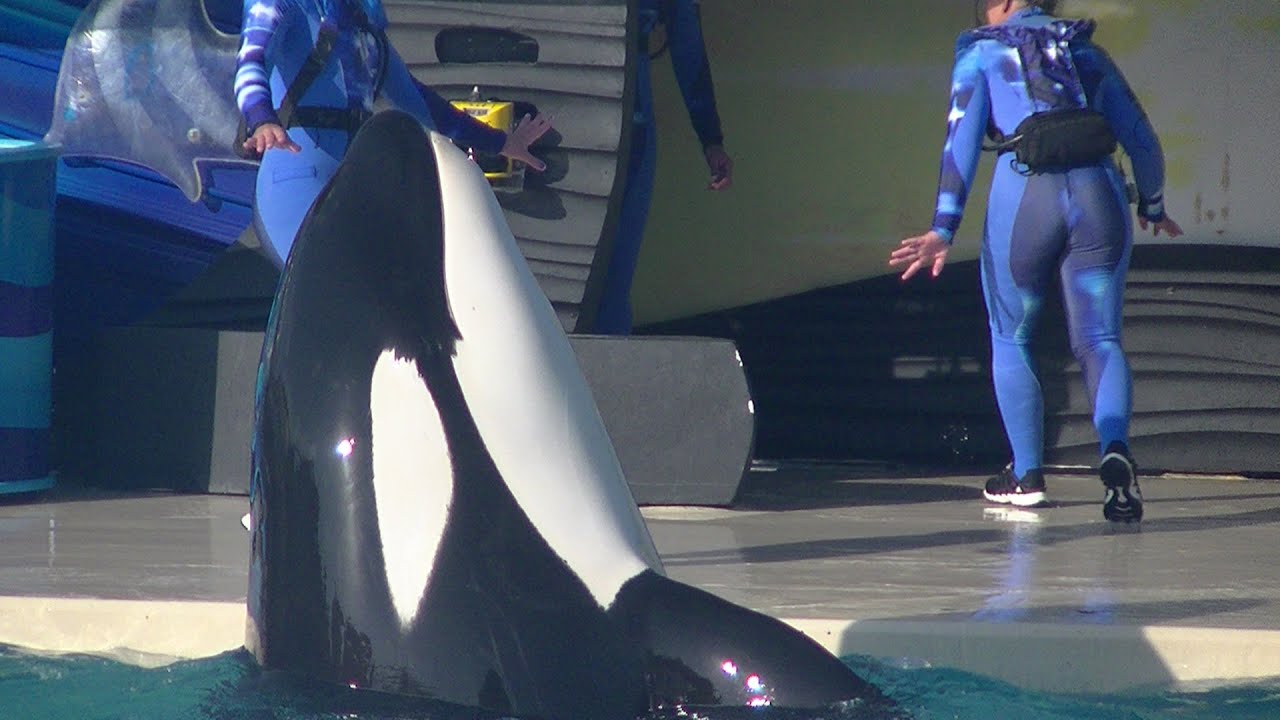 One Ocean (Full show/Full HD) Sept 7 2014 - 5pm SeaWorld San Diego