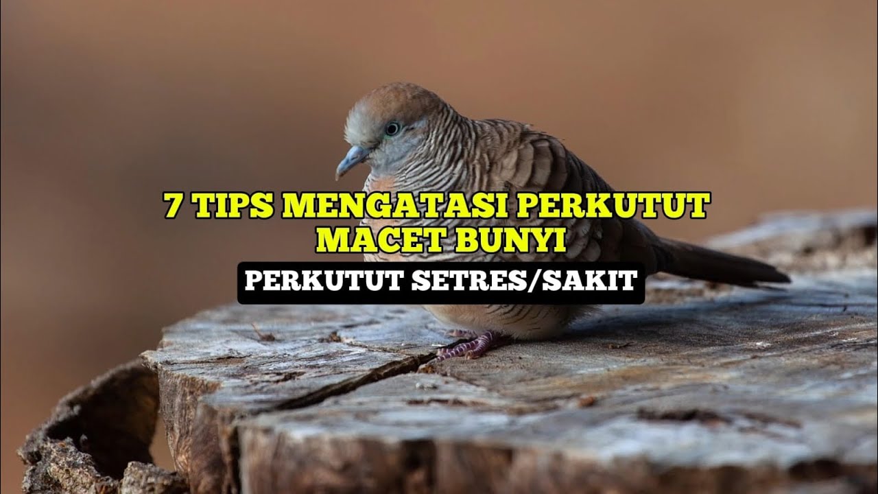 7 TIPS MENGATASI PERKUTUT YANG MACET BUNYI DENGAN MUDAH!