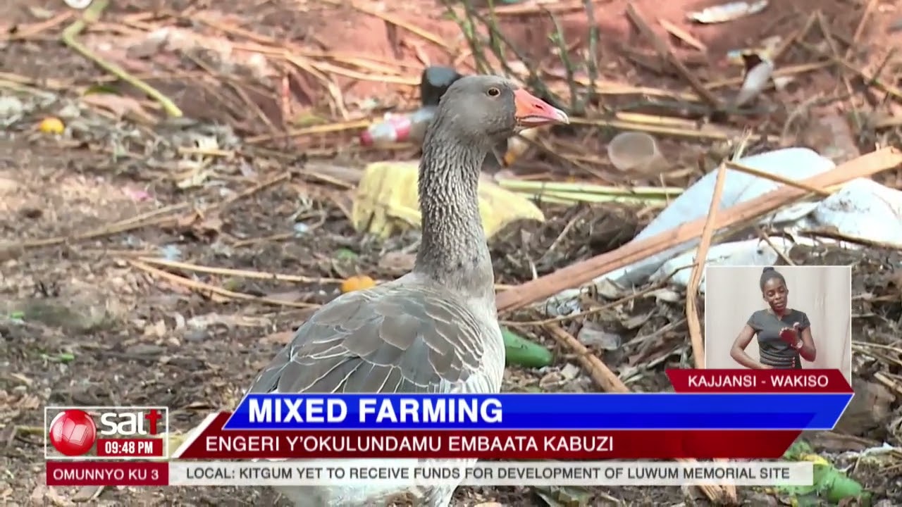 MIXED FARMING - Engeri y'okulundamu embaata kabuzi
