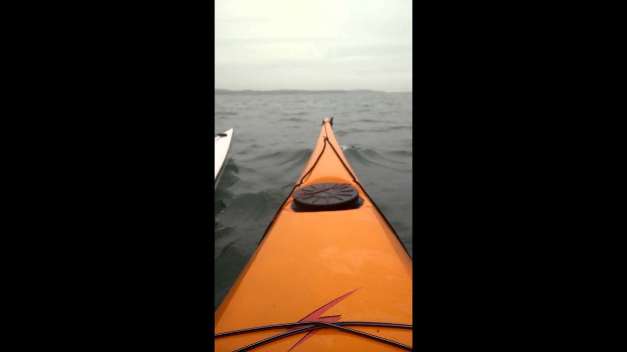 Paddling with dolphins - Belfast Lough