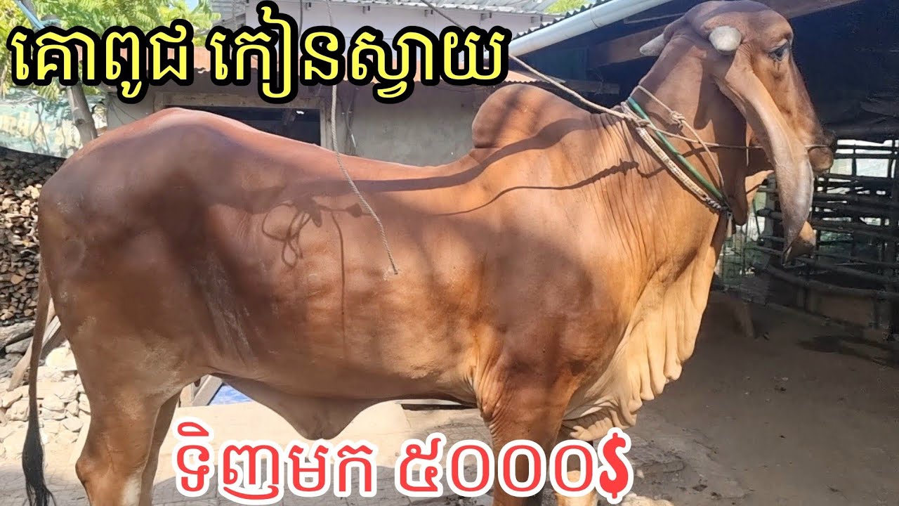 ម្ចាស់ដើមទិញតម្លៃ 5000$ លំដាប់មេផែនឡាយ កៀនស្វាយ