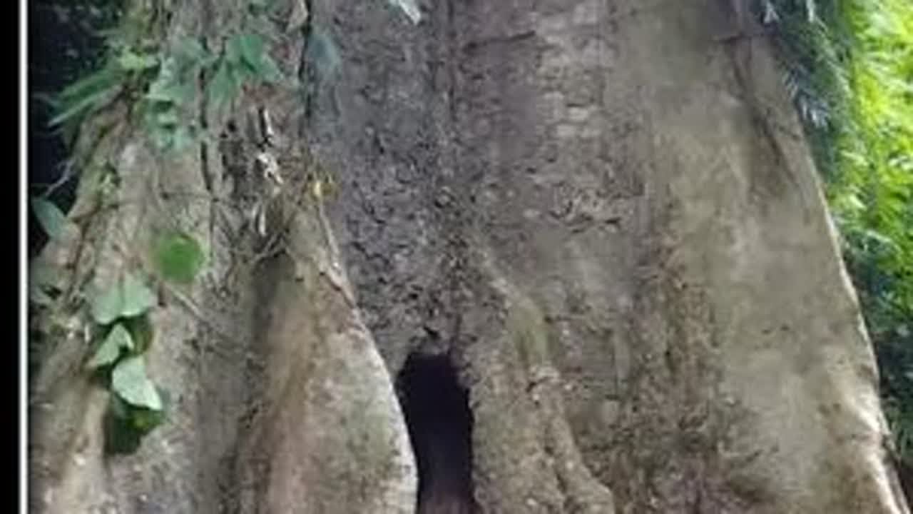 第137集 荒野建造：千年古树内搭建火炕，仅利用几根木棍就制造出捕兽夹，不利用任何电动工具和铁钉，超解压。#野外建造 #原始技术 #解压助眠
