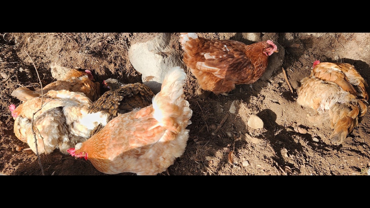 Have you ever seen chickens bathe?