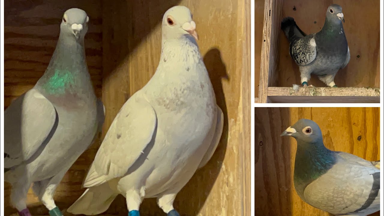 Pigeon Racing - Thoroughbred Stichelbaut from Stoney Hill Loft