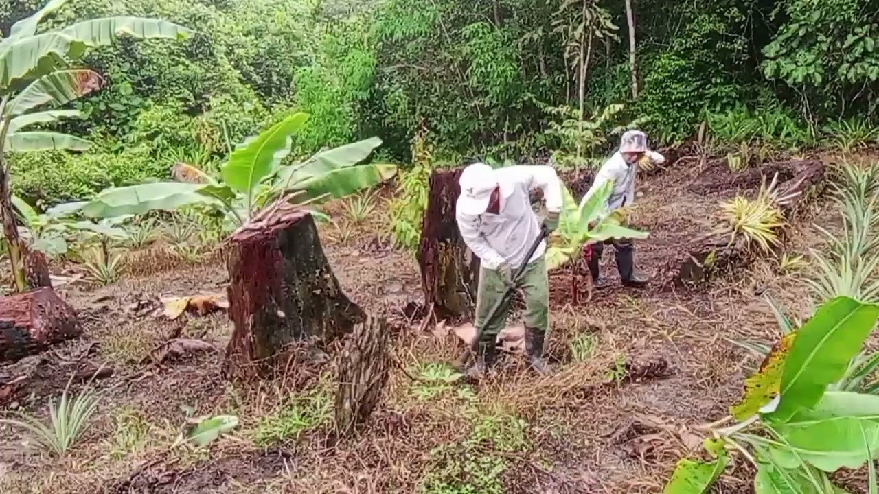 NANAM PISANG BA KEBUN.